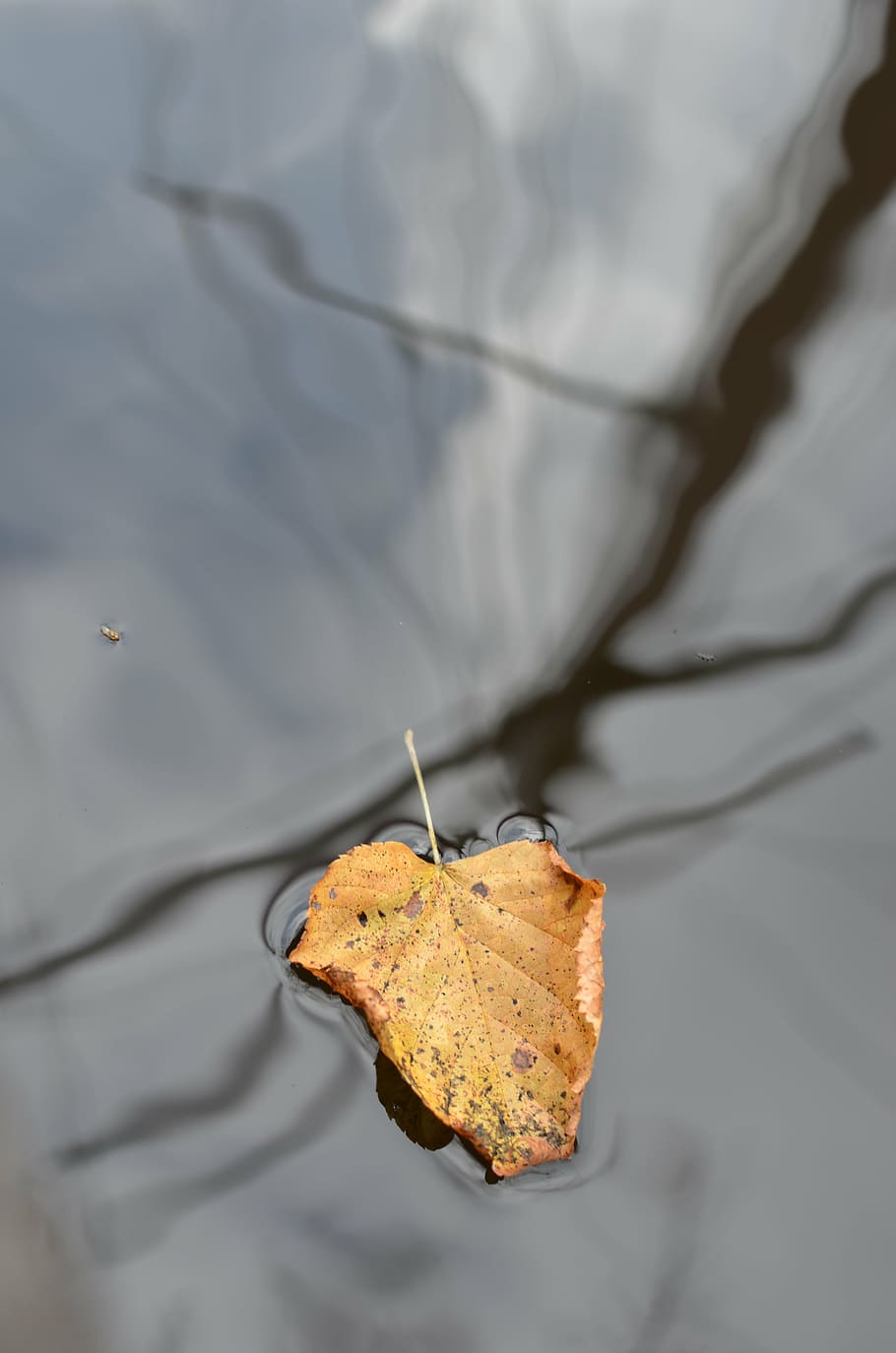 leaf, floating, mast, sailing vessel, autumn, plant part, dry HD wallpaper