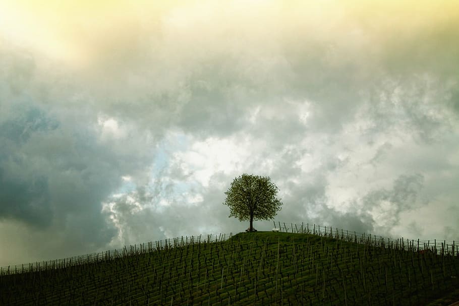 green leaves tree on top of hill, vines, landscape, mood, sky HD wallpaper