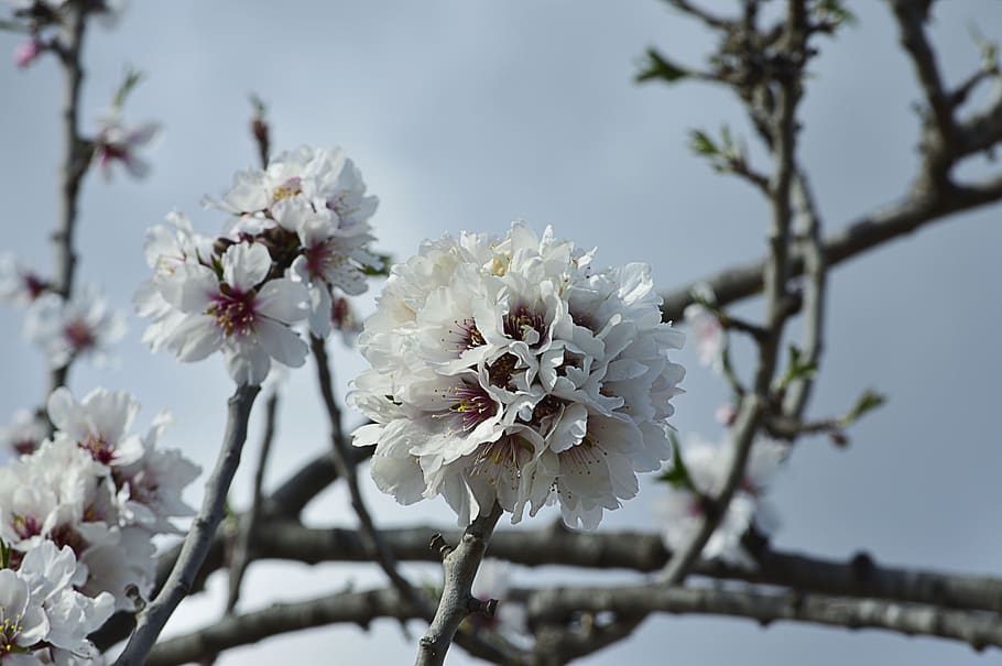 almond flowers, almond blossom, flowery branch, flowering, almond tree