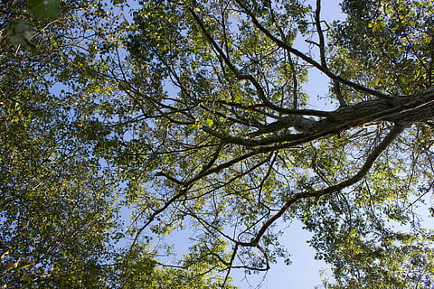 tree, below, green, aesthetic, branches, high, canopy, crotch HD wallpaper
