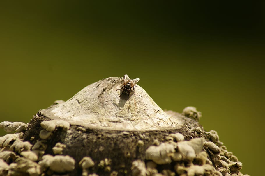 Nature, Field, India, Colombia, the, animal wildlife, one animal HD wallpaper