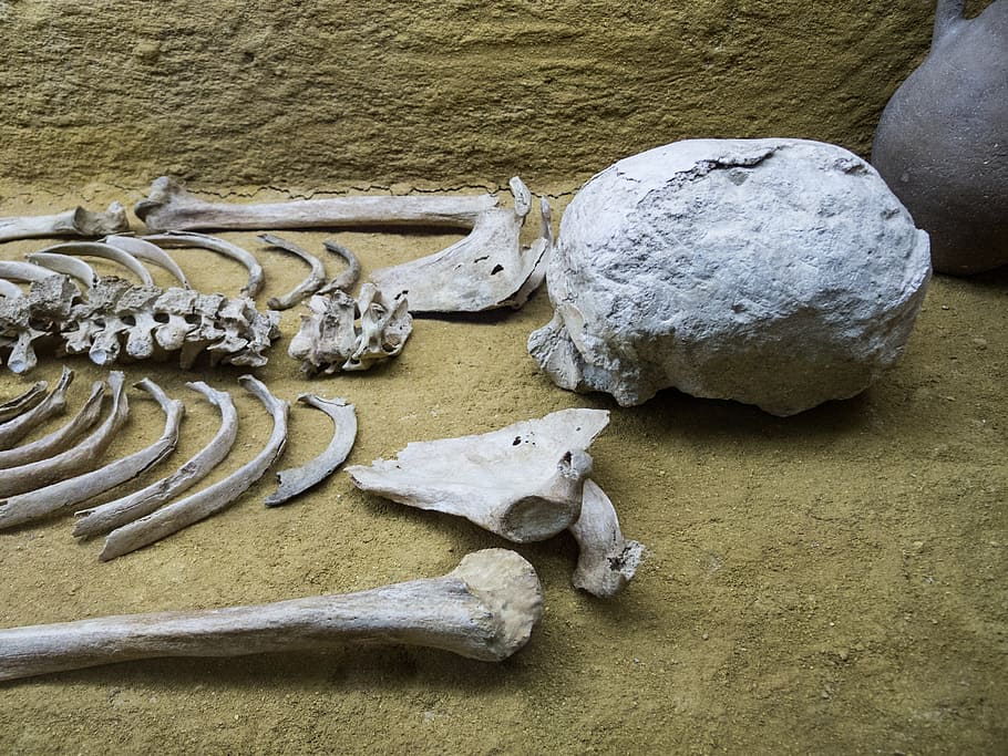 skeleton, bones, femur, museum, bury, dead, skull, death, plague HD wallpaper