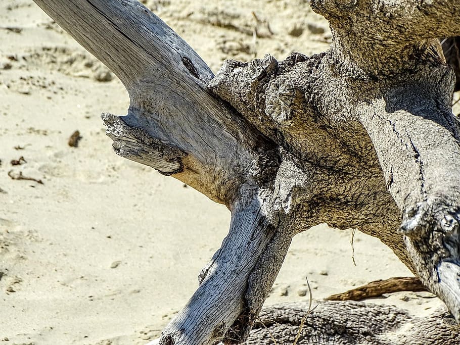 nature, tree, day, close-up, no people, land, focus on foreground HD wallpaper
