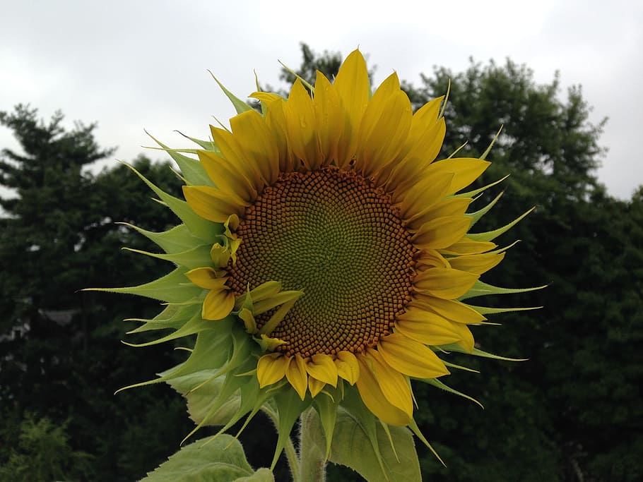 sunflower, shy, visit, plant, yellow, growth, flowering plant HD wallpaper
