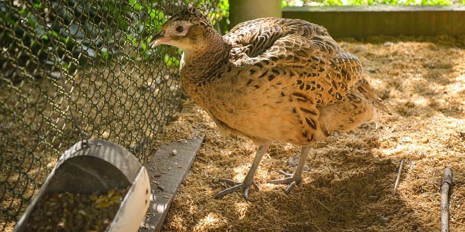 pheasant, bird, animal, beautiful, puppy, animal themes, vertebrate HD wallpaper
