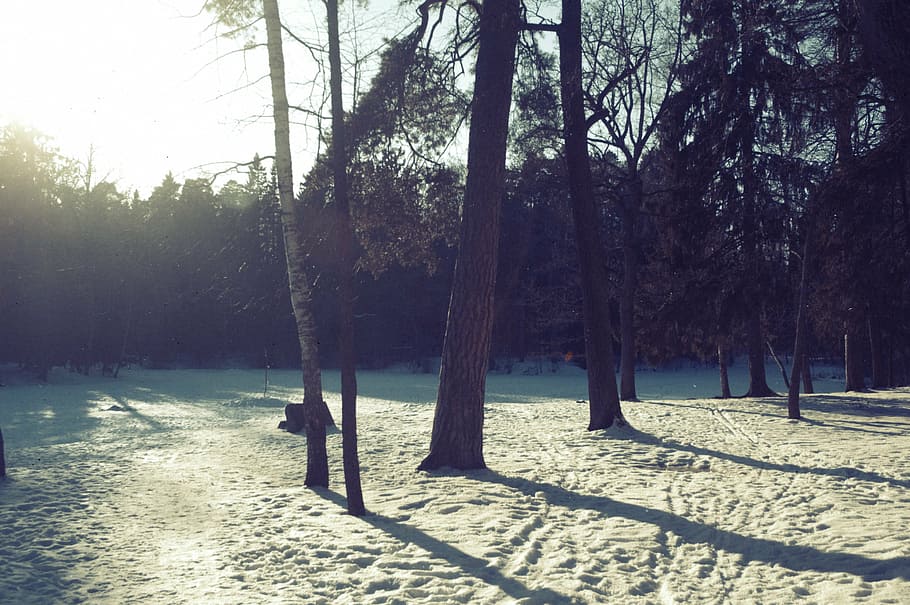 winter, nature, snow, cold, landscape, trees, spring, coniferous tree HD wallpaper