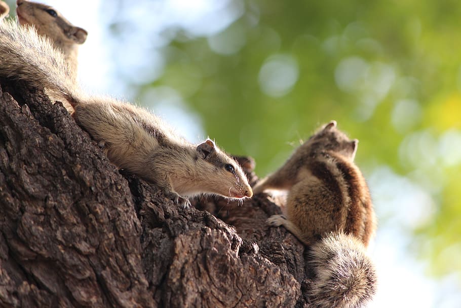 tree, squirrel, animal, nature, forest, wildlife, mammal, cute HD wallpaper