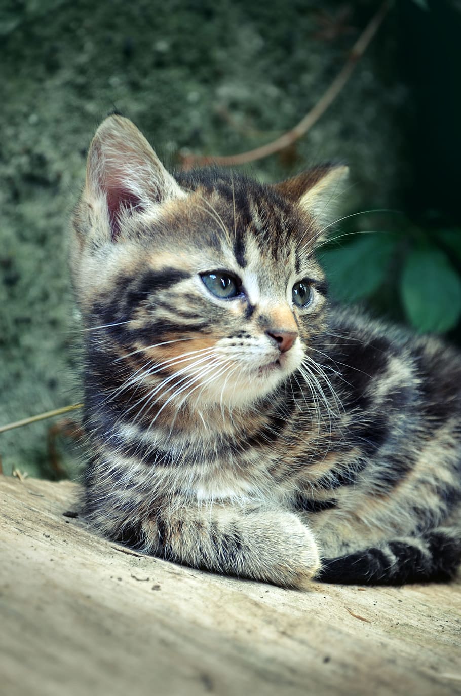 brown and black tabby kitten on shallow focus lens photography HD wallpaper