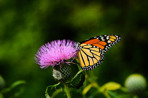 tilt-shift lens photography of butterfly on a pink flower, yellow and orange monarch butterfly perched on pink flower HD wallpaper