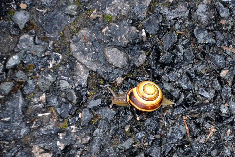 snail, slowly, shell, nature, animal, crawl, animal wildlife HD wallpaper