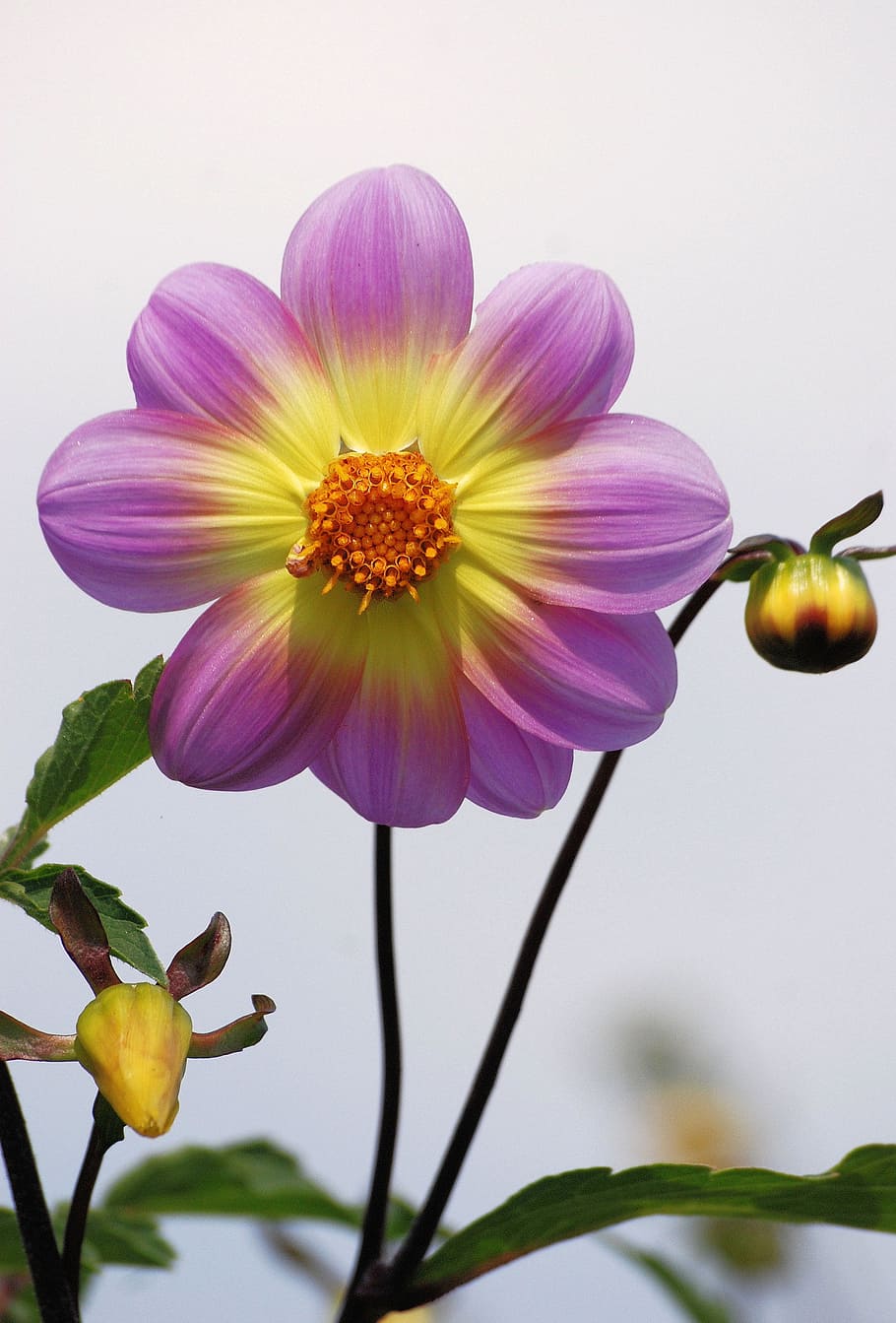 Purple and Yellow Petal Flower, bloom, blossom, flora, flower buds HD wallpaper