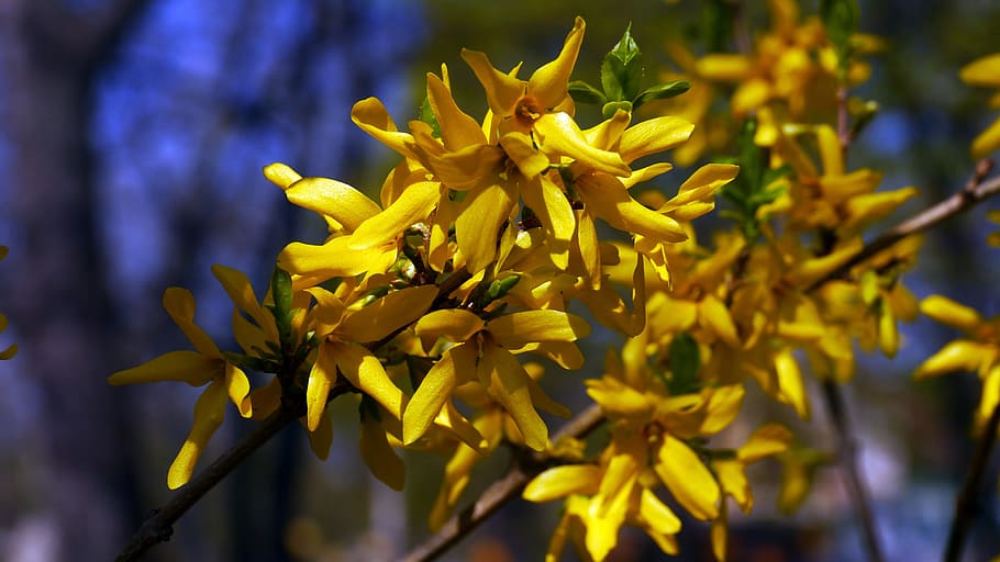 spring, flower, sunshine, plant, yellow, flowering plant, growth HD wallpaper