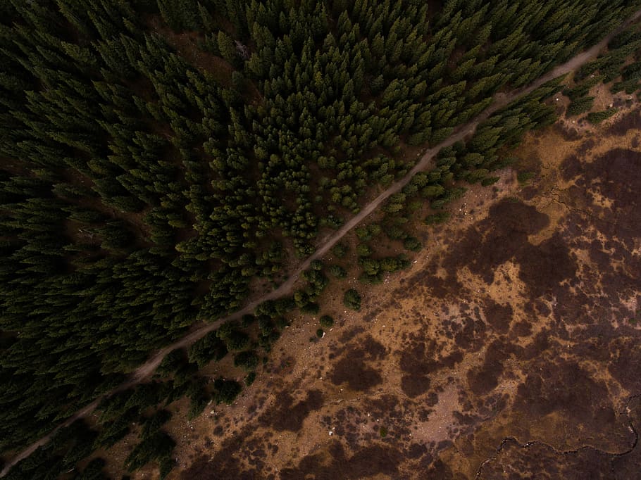 green trees, bird's eye photography of trees and brown soil with road HD wallpaper