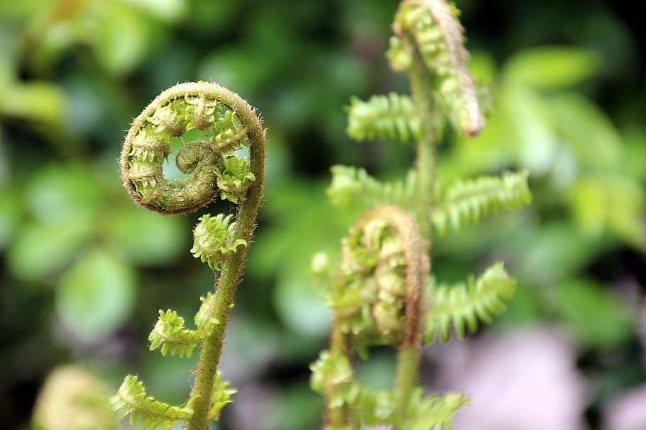 spring, boating, curl, garden, sheet, green color, plant, growth HD wallpaper