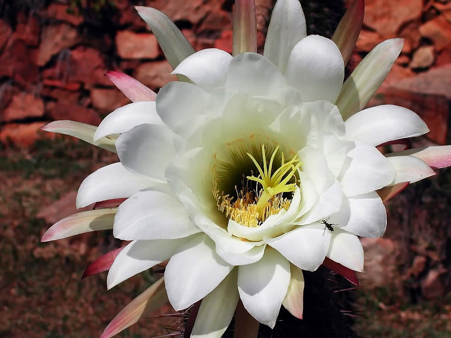 cactus, flower, flowering, white, plant, succulent, petals HD wallpaper