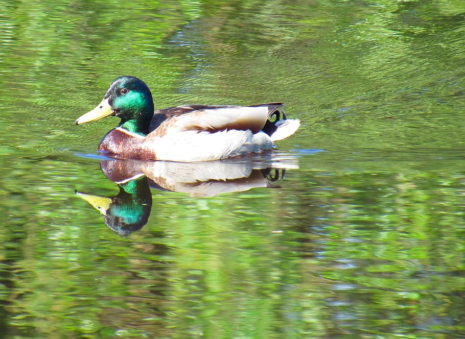 drake, floats, duck, beak, waterfowl, swim, bird, pond, greens HD wallpaper
