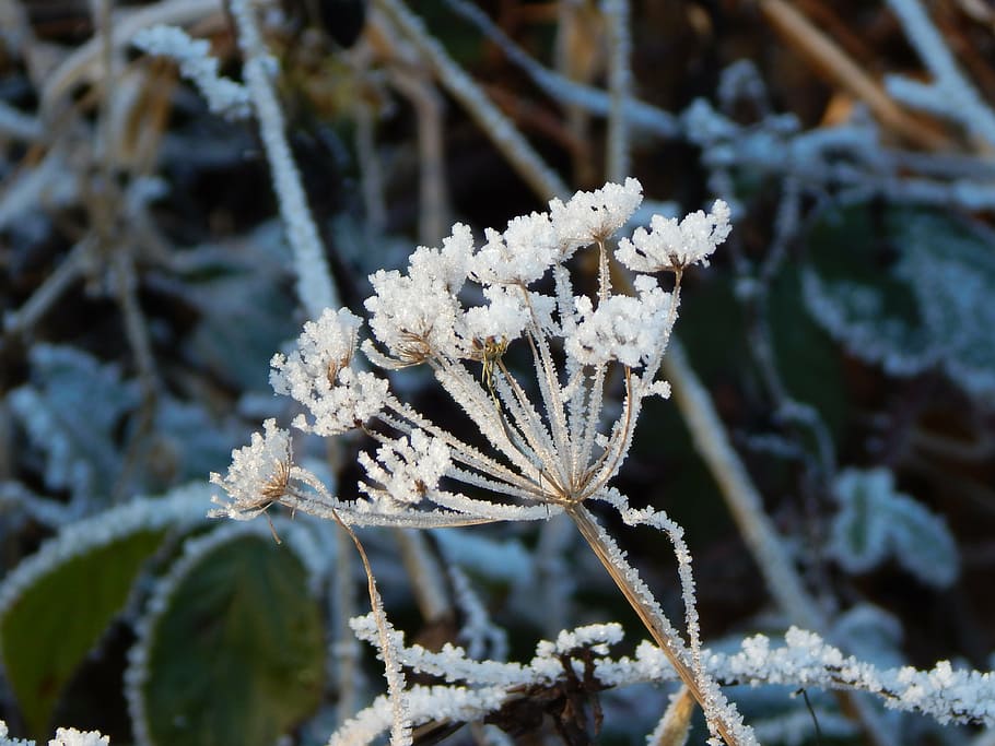 eiskristalle, winter, cold, nature, snow, frost, ice, cold - Temperature HD wallpaper