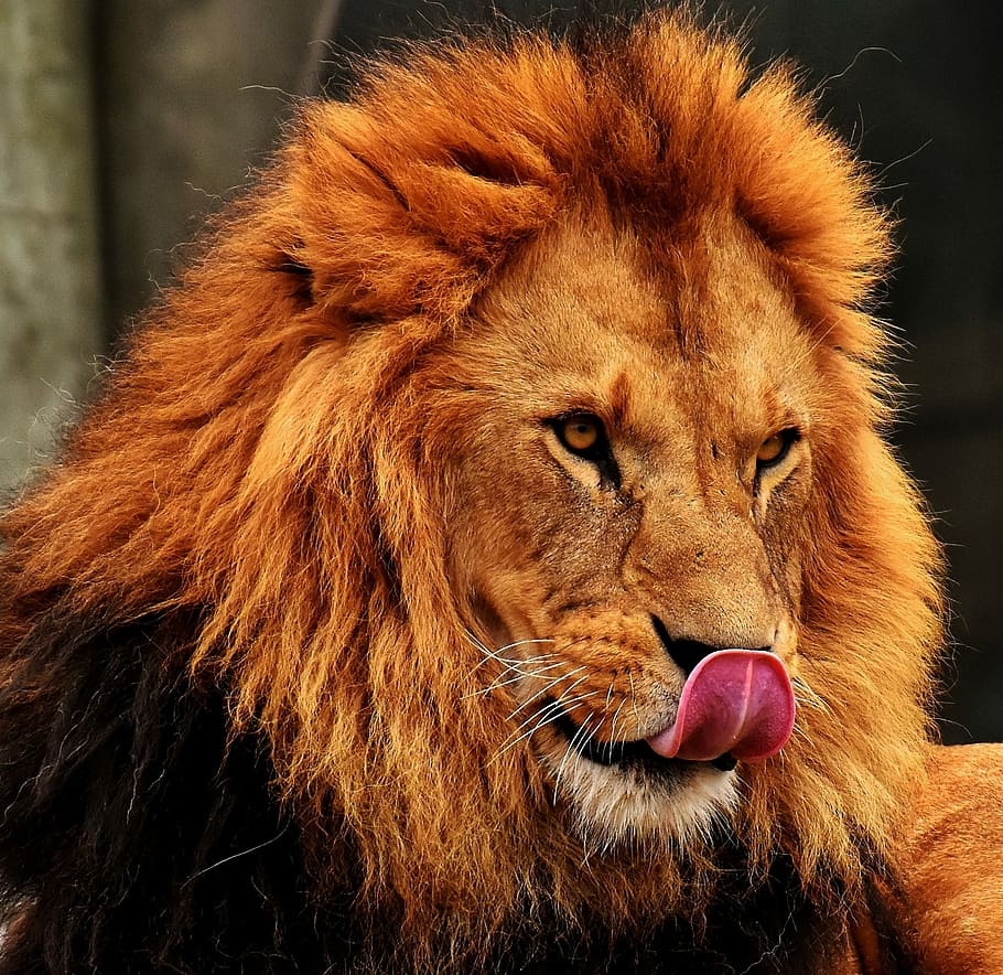 lion licking his own nose while prone lying at daytime, predator, HD wallpaper
