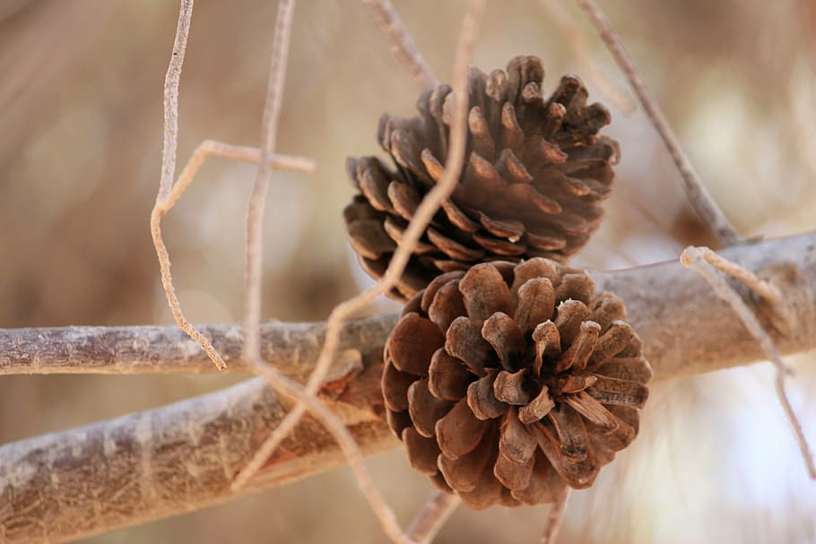 pinecone, branch, nature, twig, flower, plant, close-up, fragility HD wallpaper