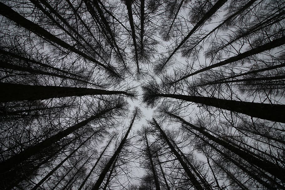 trees, sky, look up, nature, rural, leaf, scenery, branch, forest HD wallpaper