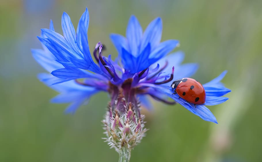 selective focus photo of a ladybug on blue flower, cornflower HD wallpaper