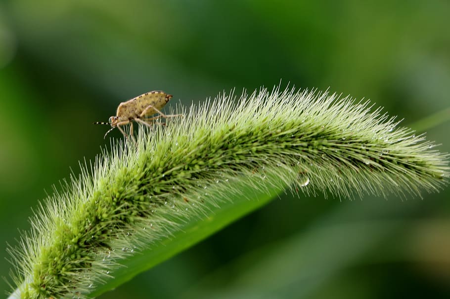china, pet, beetle, green color, plant, close-up, animal, animal themes HD wallpaper
