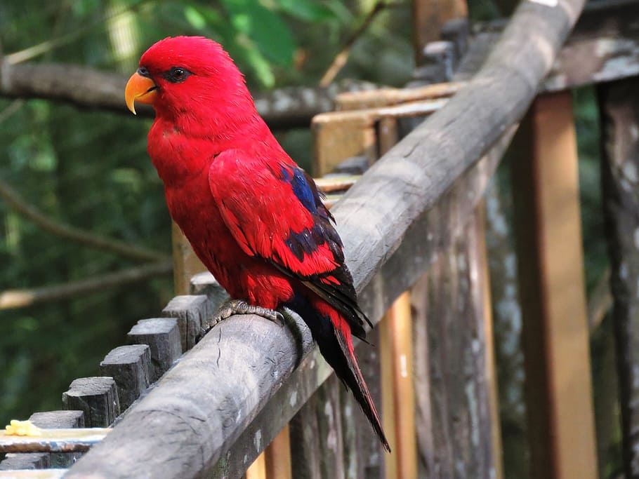 female eclectus parrot perched on wooden fence, red and black, HD wallpaper