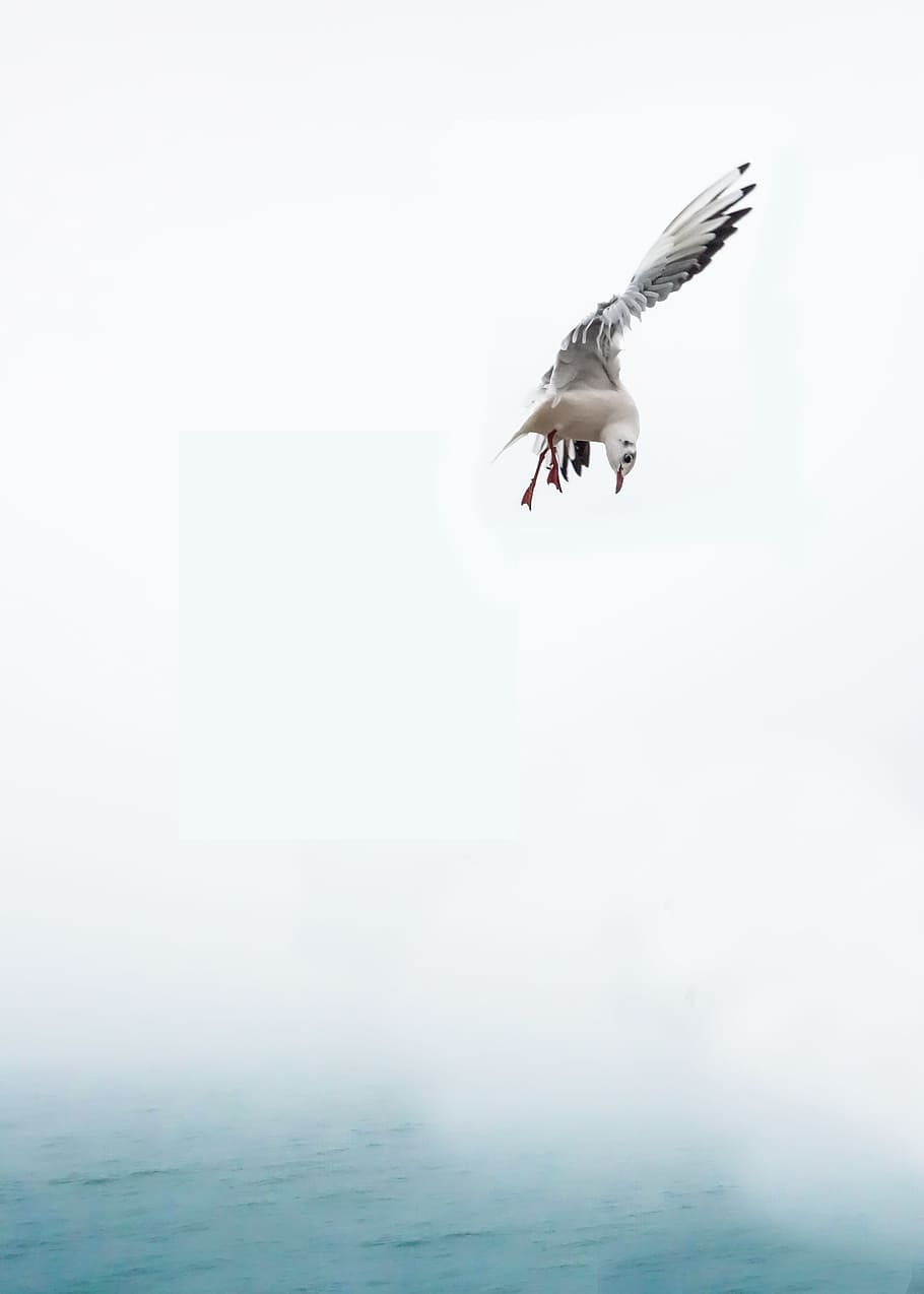 gray bird above water, seagull, fly, venice, water bird, birds HD wallpaper