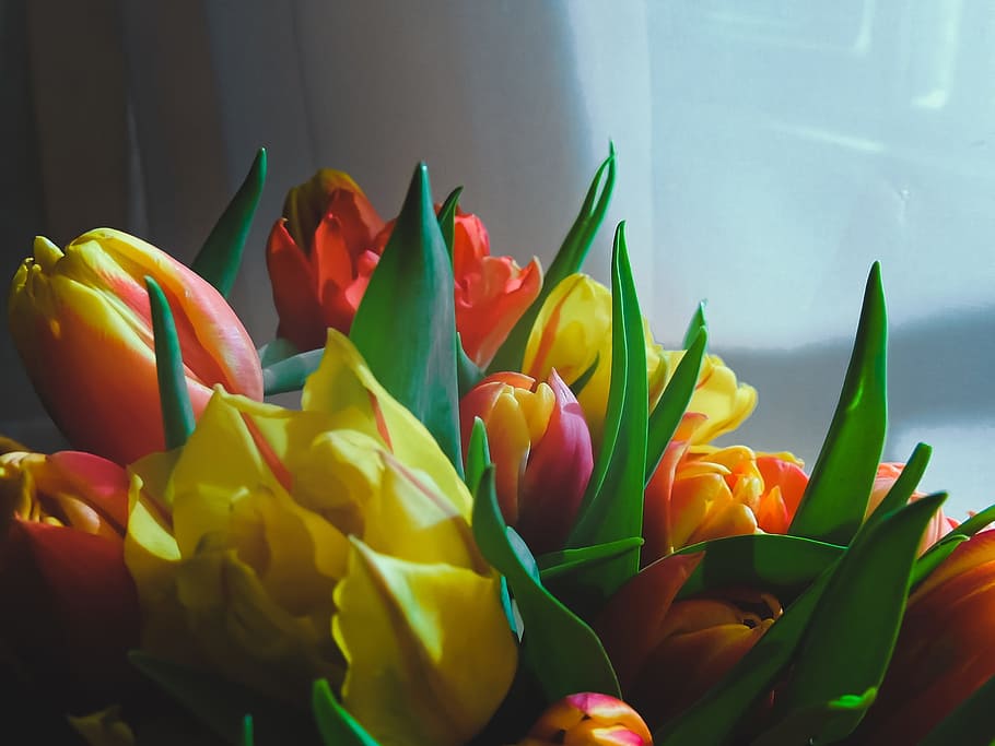 tulips, flowers, bright, spring, yellow, red, spring flowers HD wallpaper
