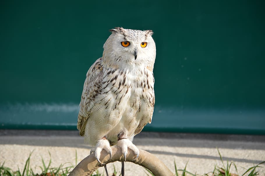 white owl, polar, feathers, cold, arctic, animal themes, vertebrate HD wallpaper