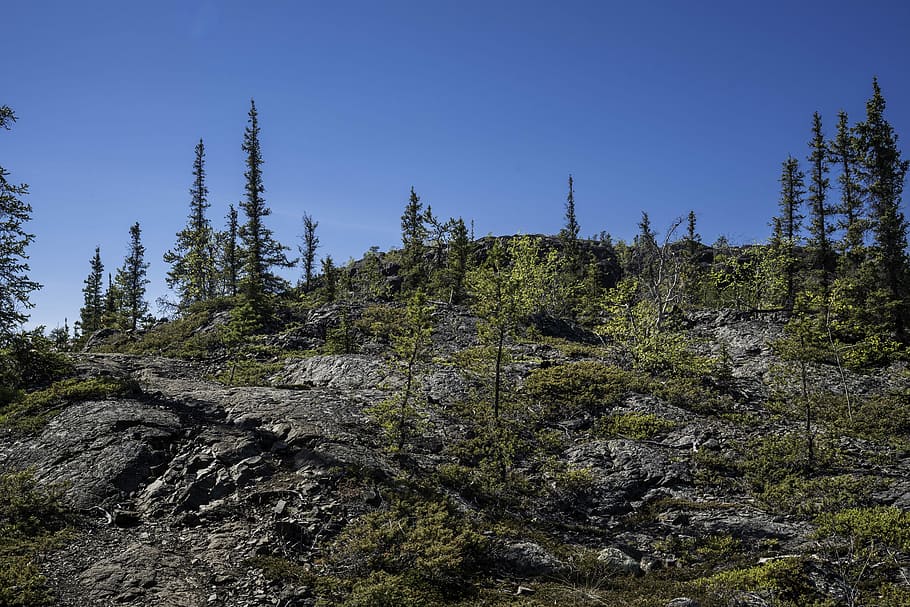 Trees on a rocky hill on the Ingraham Trail, nature, outcropping HD wallpaper