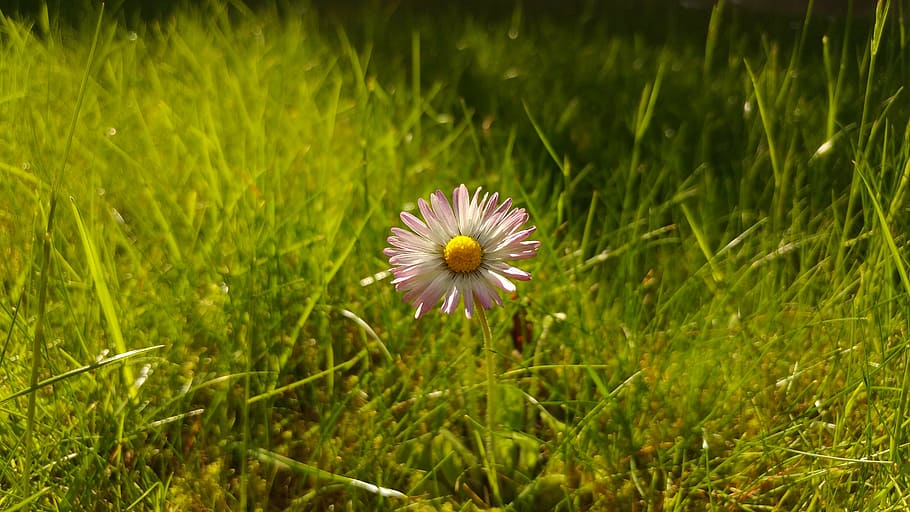 daisy, flower, grass, meadow, spring, close, nature, plant HD wallpaper