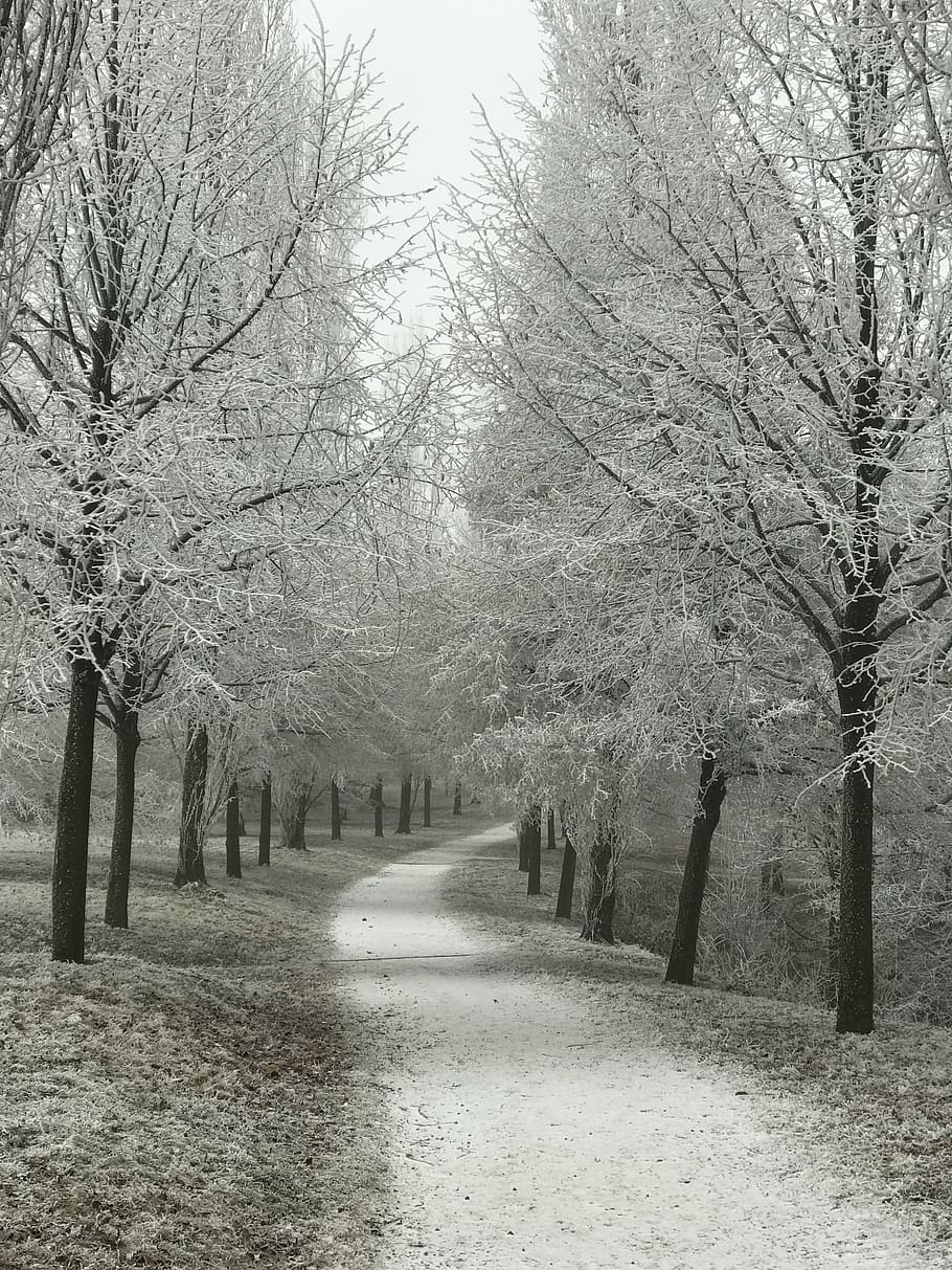 away, wintry, trees, hoarfrost, odenwald, bensheim, winter mood HD wallpaper