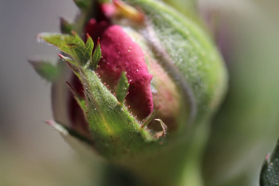 bud, to, closed, nature, rose, spring, smart, detail, vulnerable HD wallpaper