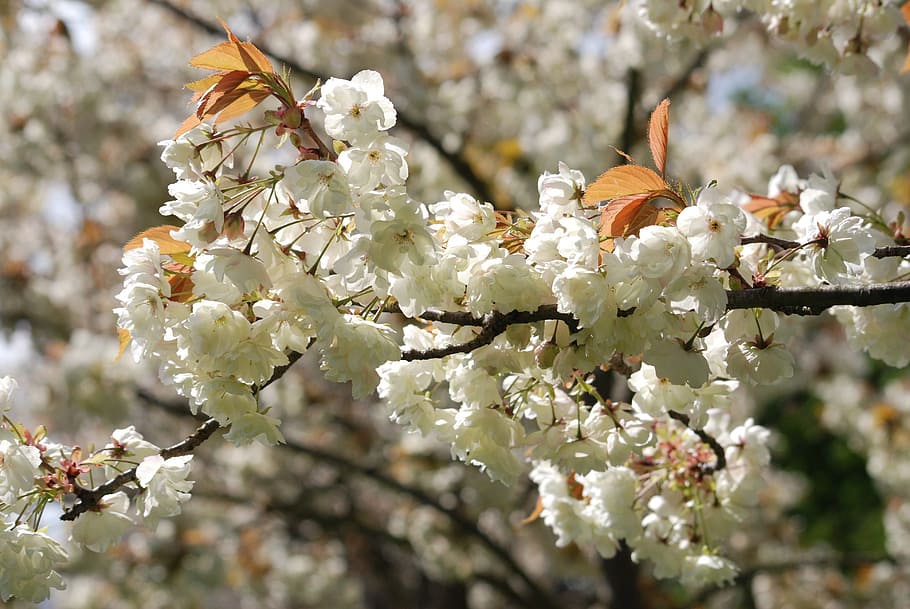 wildflower, cherry, tree, floral, plant, natural, blossom, bloom HD wallpaper