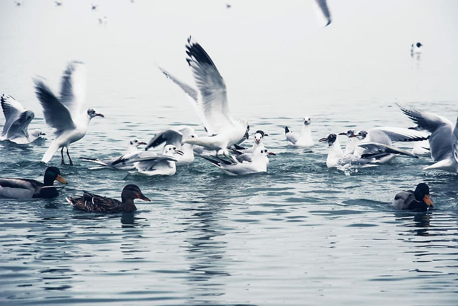 Birds, Winter, Balaton, Lake, competition, animals in the wild HD wallpaper