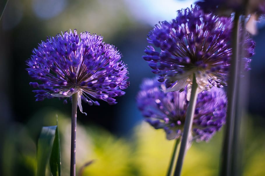 summer, flowers, purple, flowering plant, beauty in nature HD wallpaper