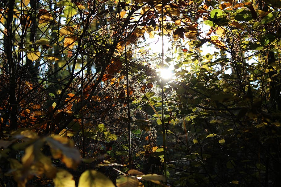 Forest, Nature, Sun, Tree, Landscape, mood, leaves, log, day HD wallpaper