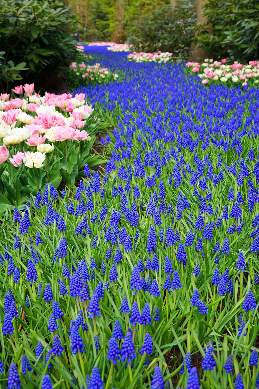 Tulip, Beautiful, Bloom, Blooming, blue, dutch, field, flower HD wallpaper