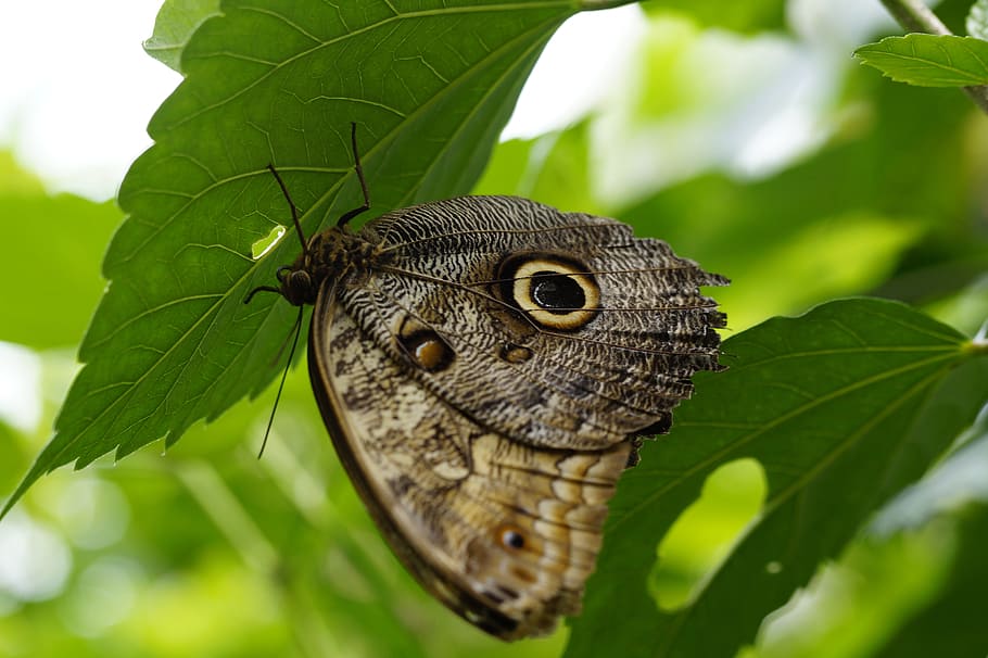 Owl Butterfly, Butterfly, butterfly house, mainau island, tropical, HD wallpaper