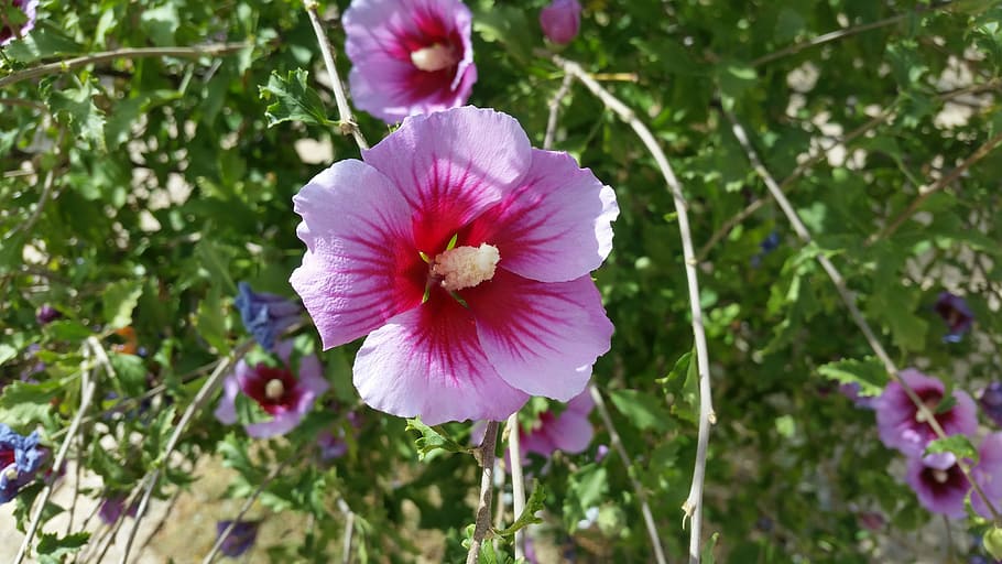 view, spain, landscape, nature, holidays, summer, flower, flowering plant HD wallpaper