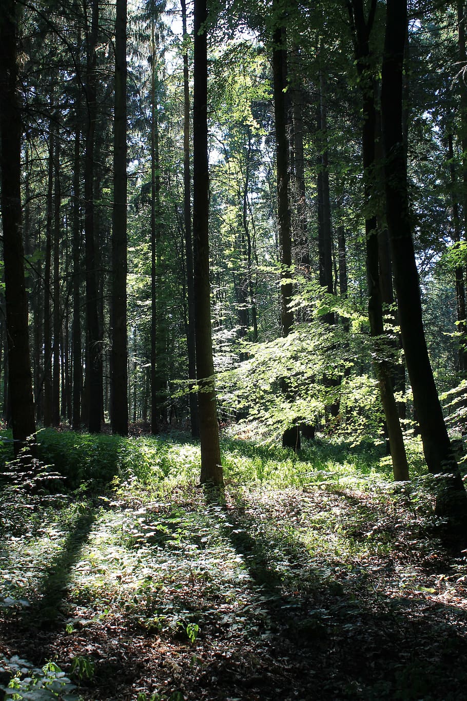 forest, autumn, trees, sunbeam, autumn forest, nature, plant HD wallpaper