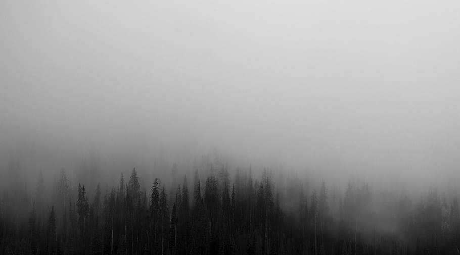 foggy trees at daytime, silhouette, photo, tall, forest, woods