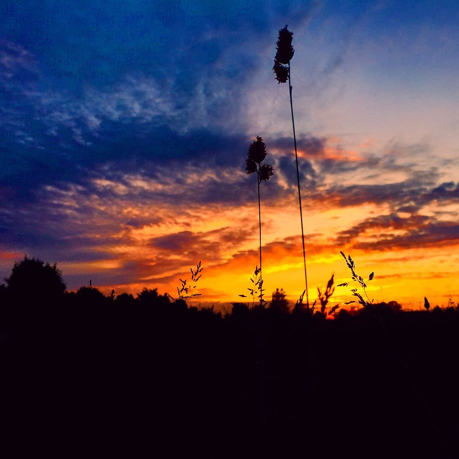 sunset, orange sky, herbs, wild, landscape, nature, outdoor HD wallpaper