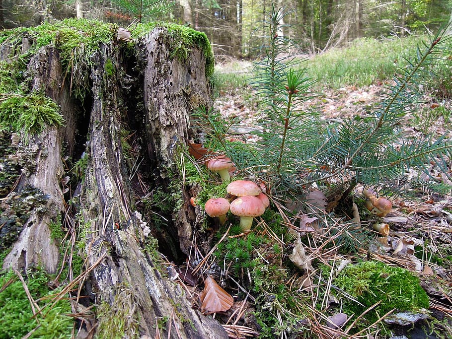 brown mushrooms in tree trunk, nature, forest, strunk, root HD wallpaper