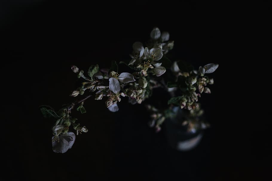 rose plant, flower, bloom, petal, nature, dark, close-up, studio shot HD wallpaper