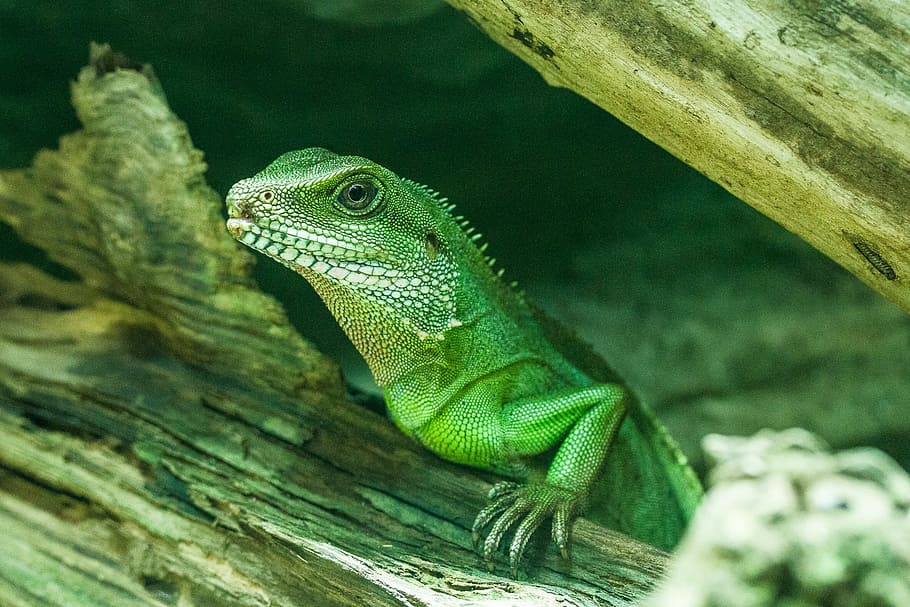 selective focus photography of green lizard, nature, reptile, HD wallpaper