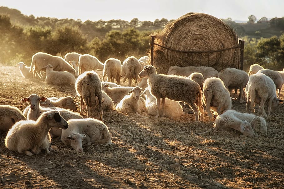 herd of sheep near hay during daytime, fold, light, flock, animal HD wallpaper