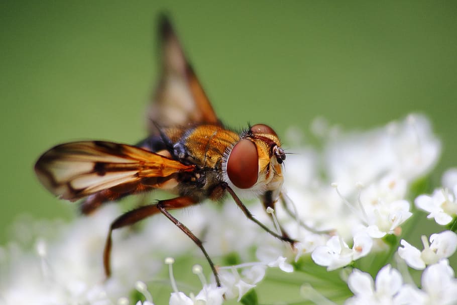 insect, fly, wing, close, flowers, macro, invertebrate, flowering plant HD wallpaper