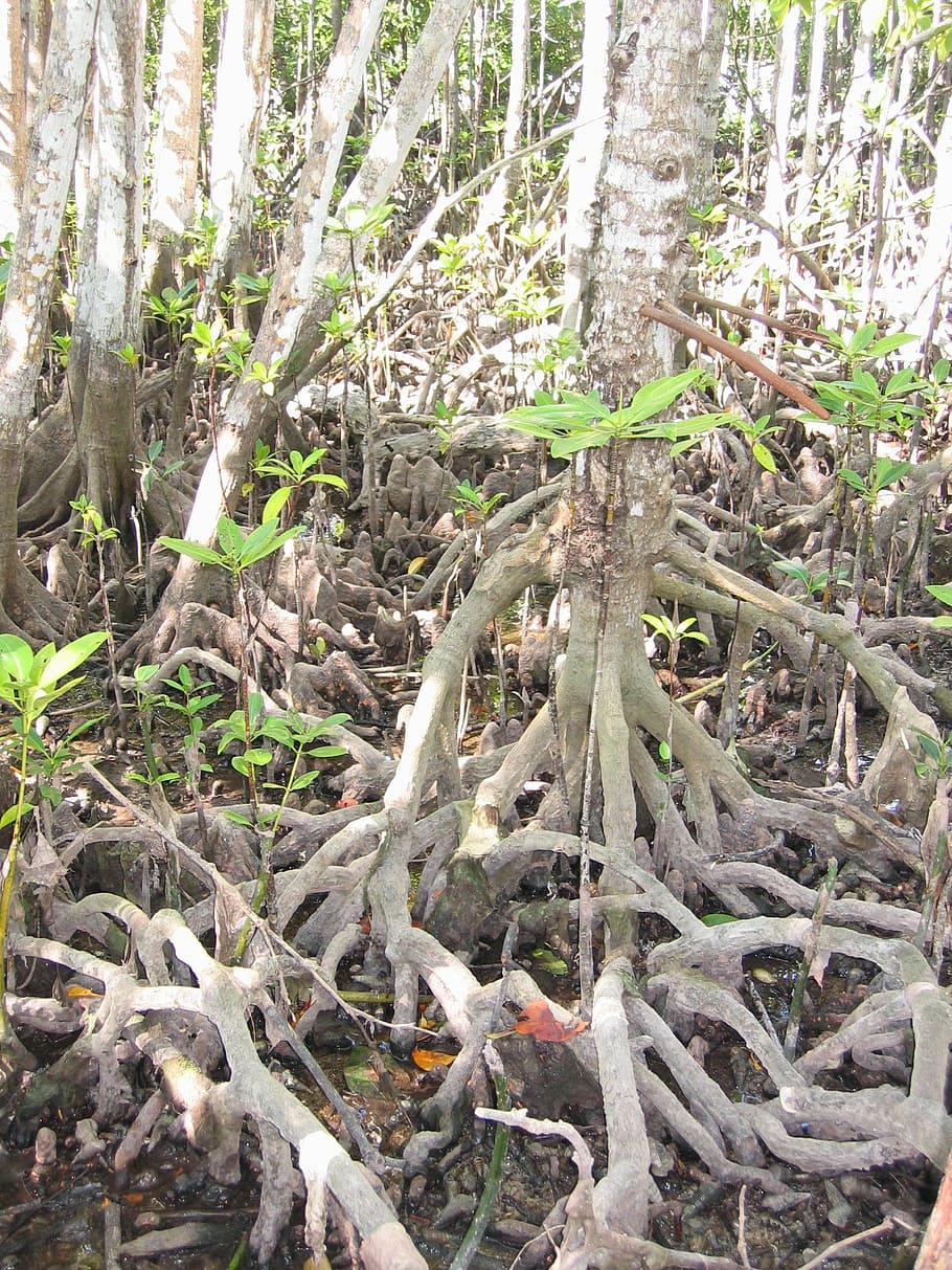 mangrove, tree, root, coast, nature, outdoors, forest, plant HD wallpaper